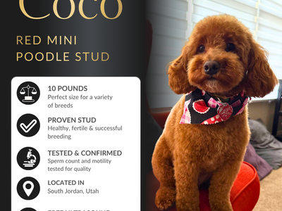 Mini Poodle Stud 100% Clear Of Disease Health Tested and Proven Success