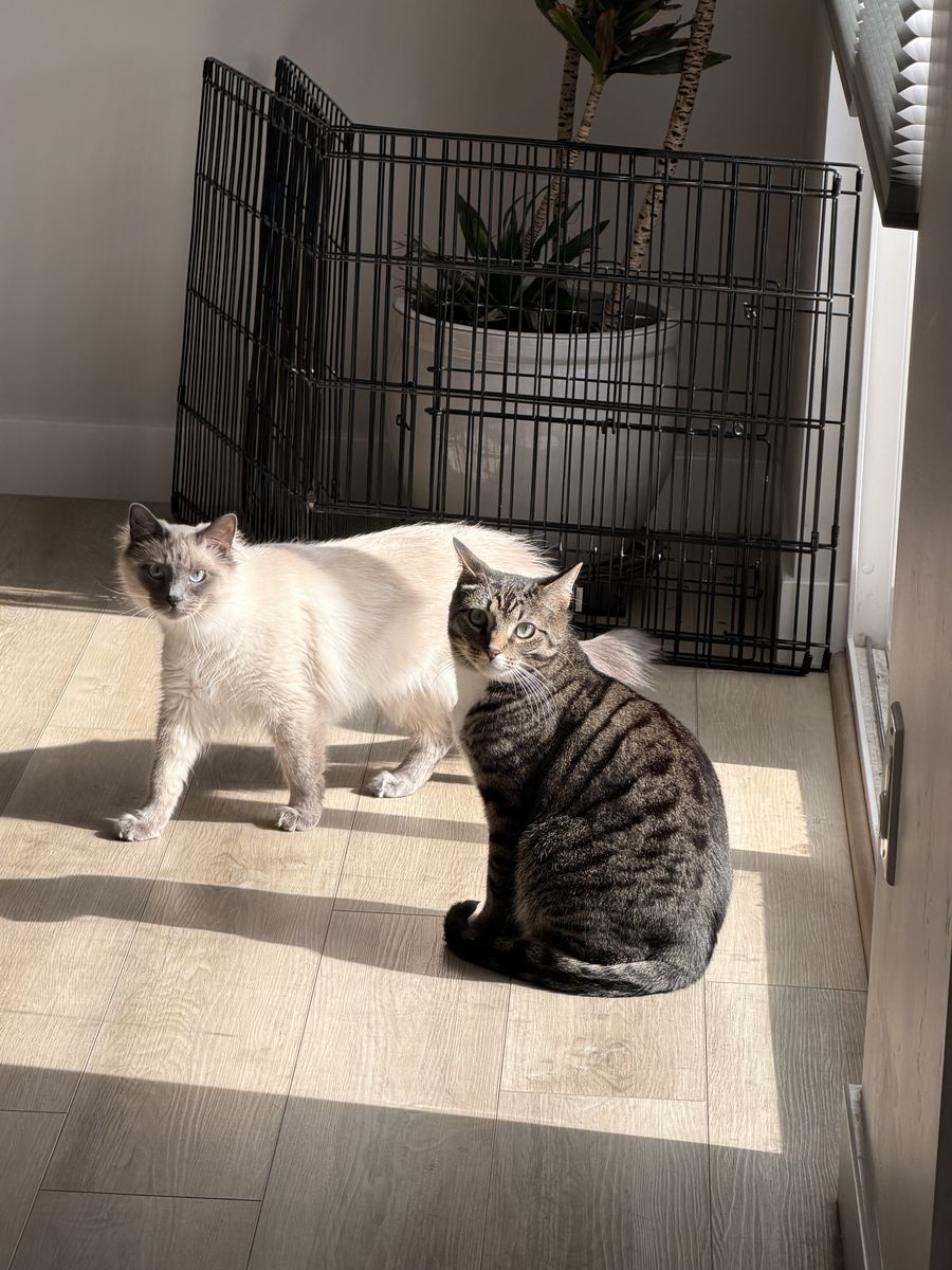 Looking for a good home for 2 cats