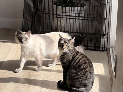 Looking for a good home for 2 cats