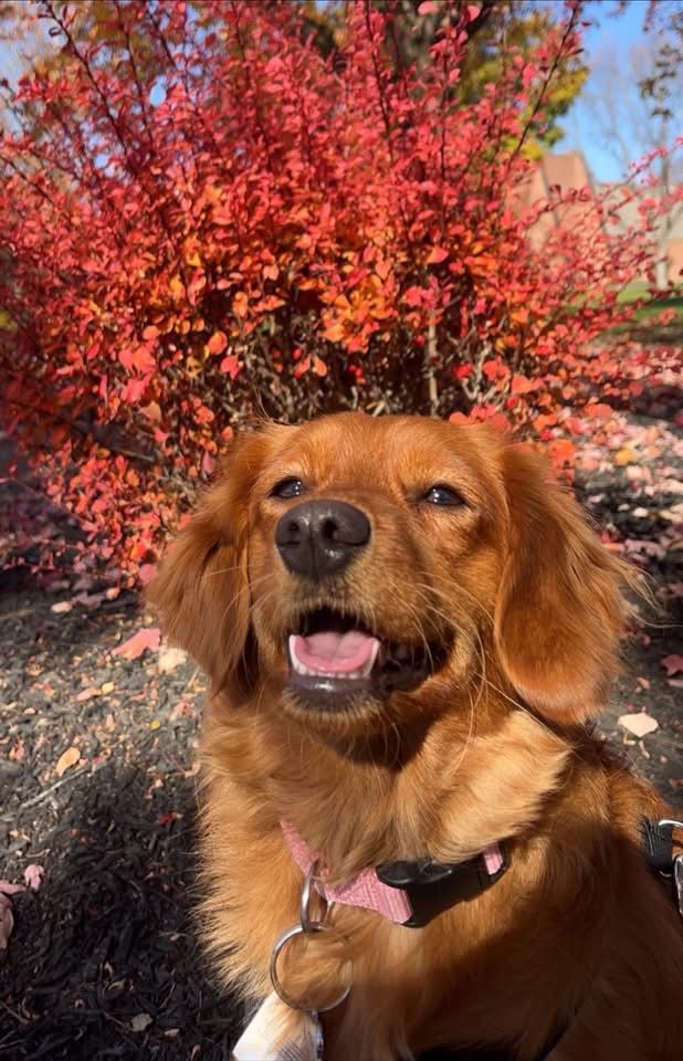 Golden cavalier female