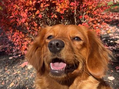 Golden cavalier female