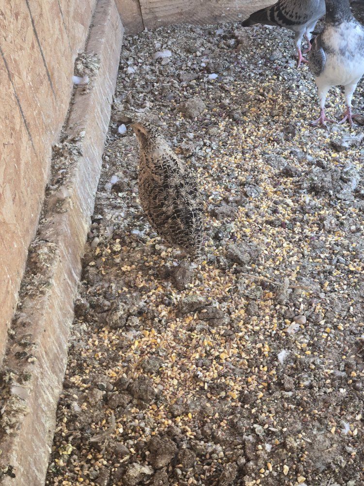 Quail hens