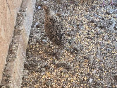 Quail hens
