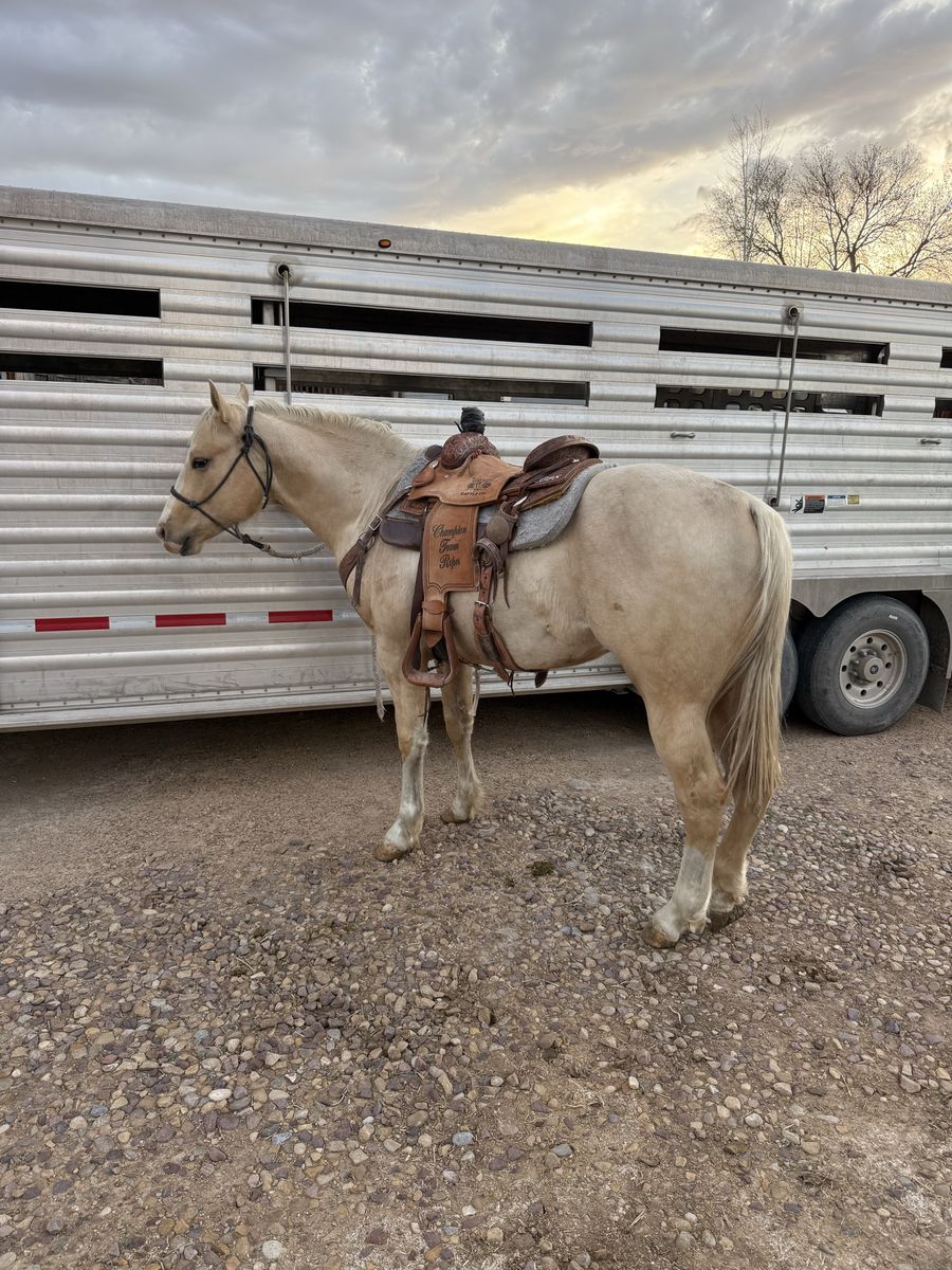 2 Year Old Stud Colt