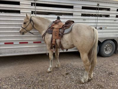 2 Year Old Stud Colt