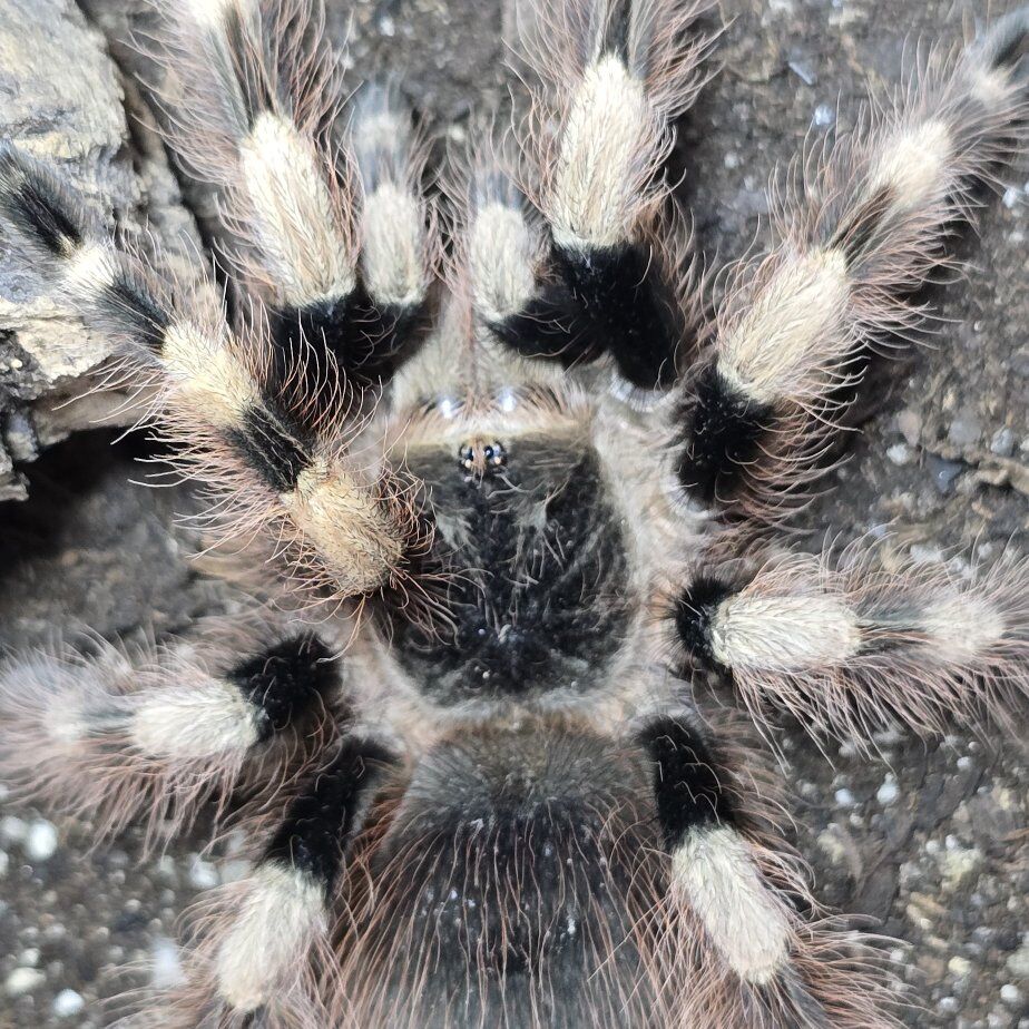 Female Nhandu Coloratovillosus Tarantula