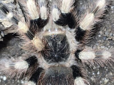 Female Nhandu Coloratovillosus Tarantula