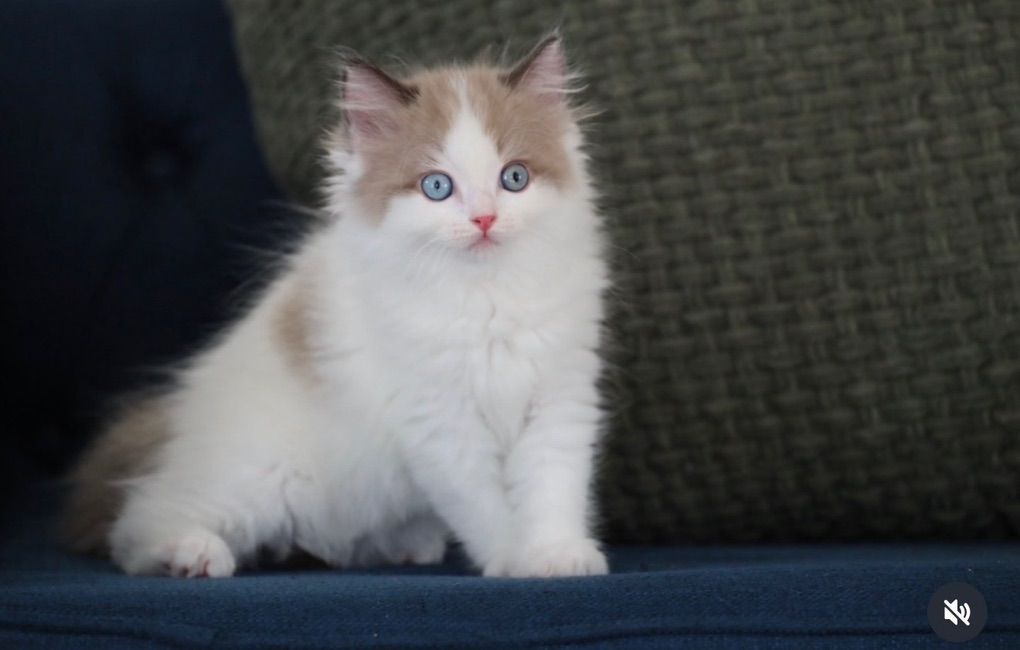 3 Purebred Ragdoll Kittens Availlable!