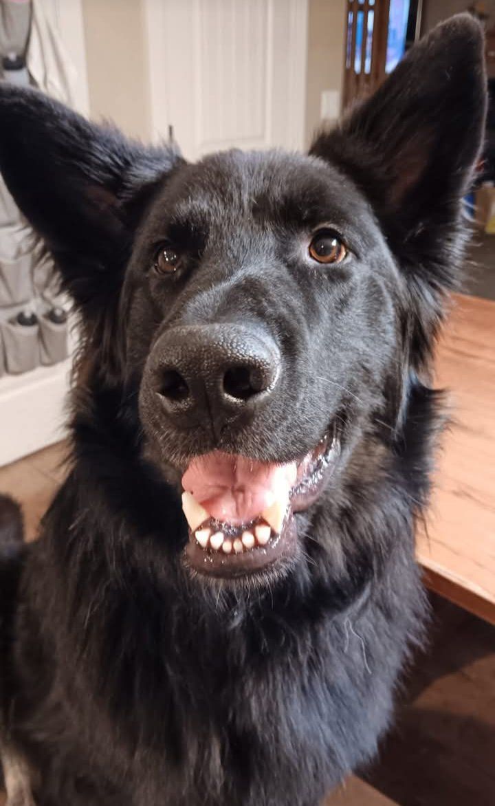 Male German Shepherd for rehoming