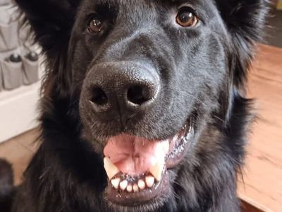 Male German Shepherd for rehoming