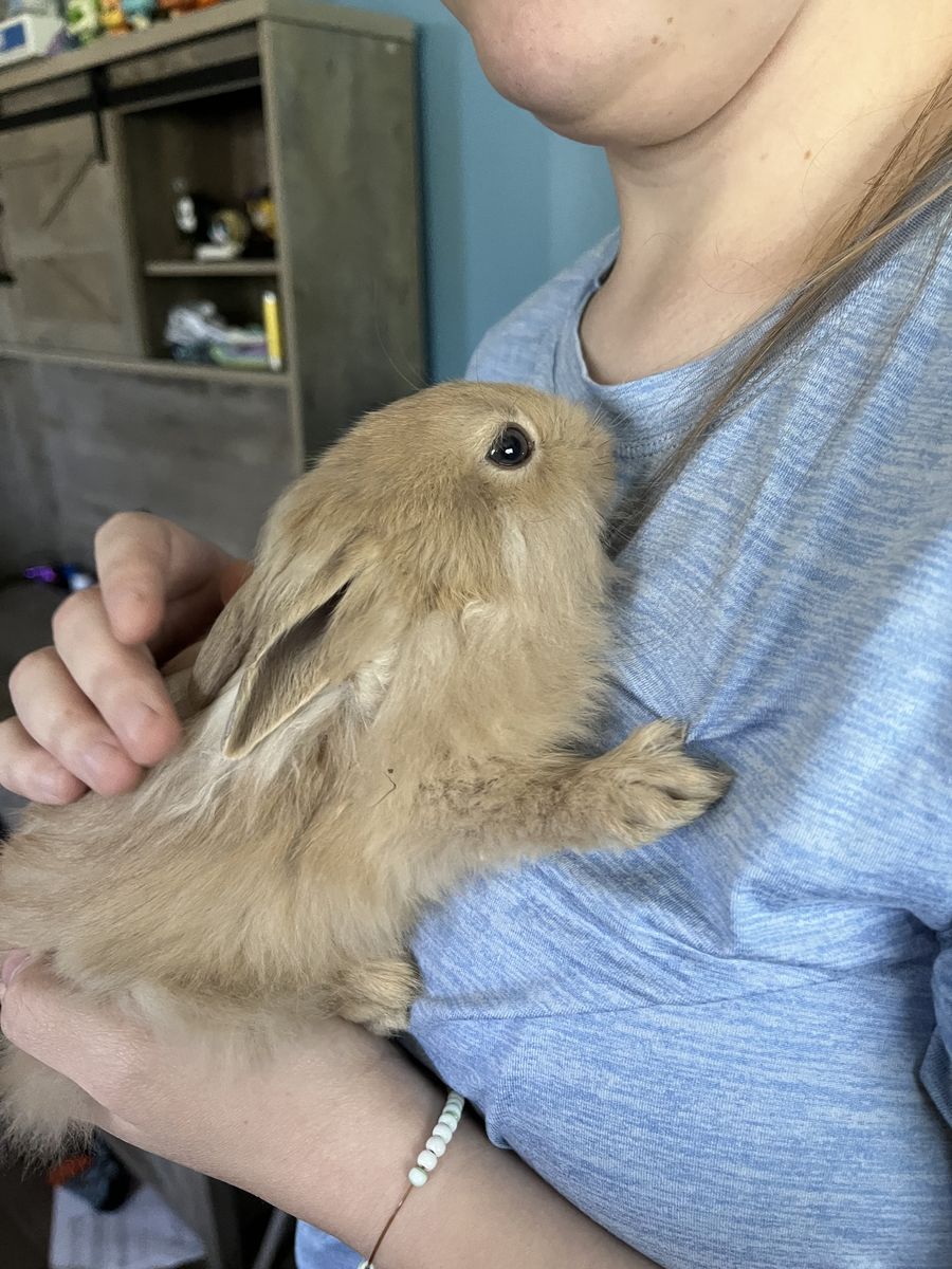 FOUND BUNNY