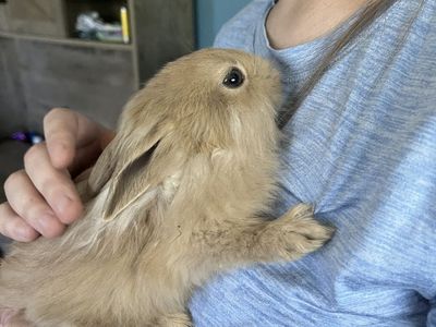 FOUND BUNNY