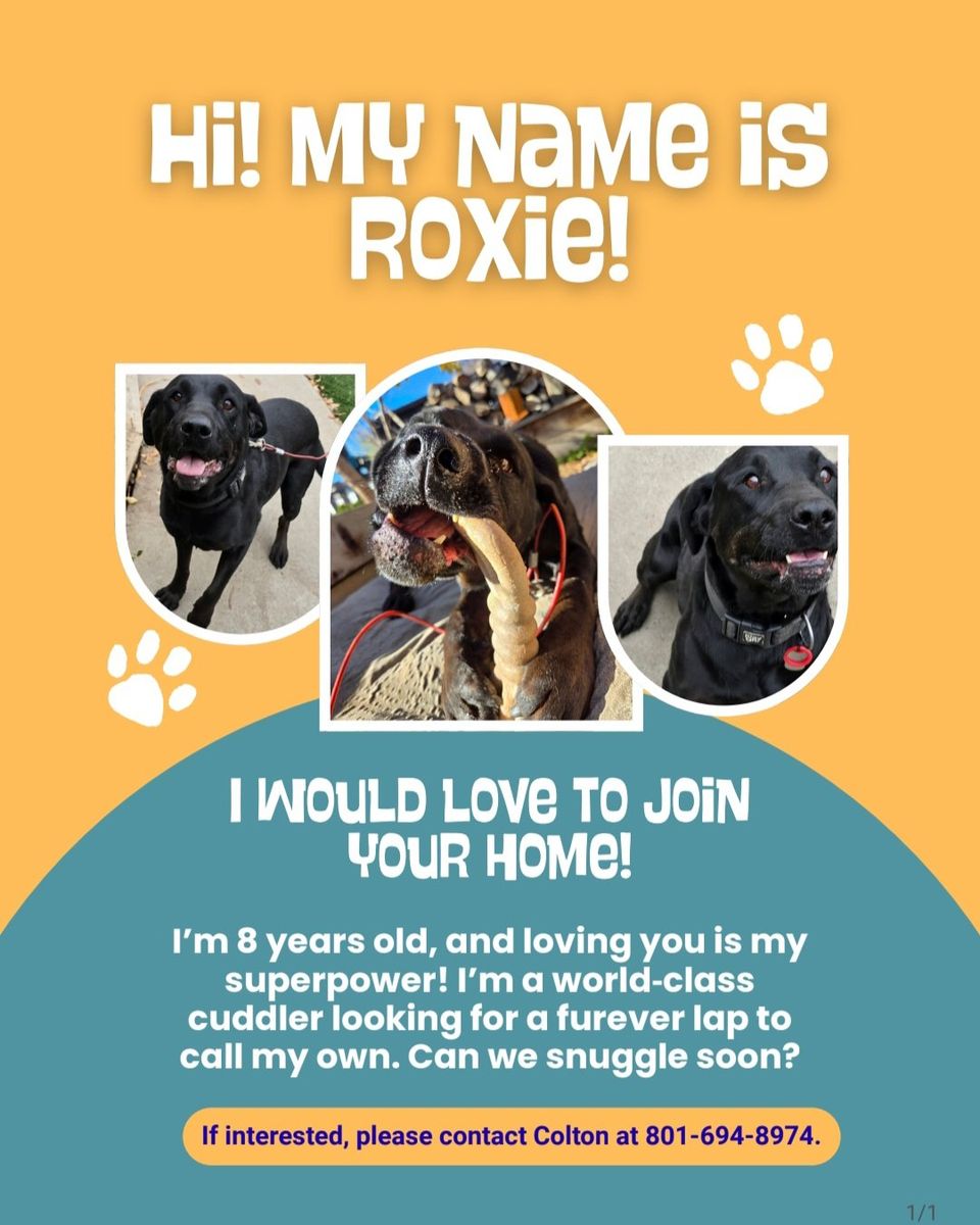 Senior pup needing a new home
