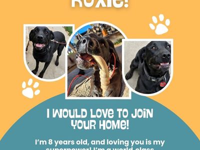 Senior pup needing a new home