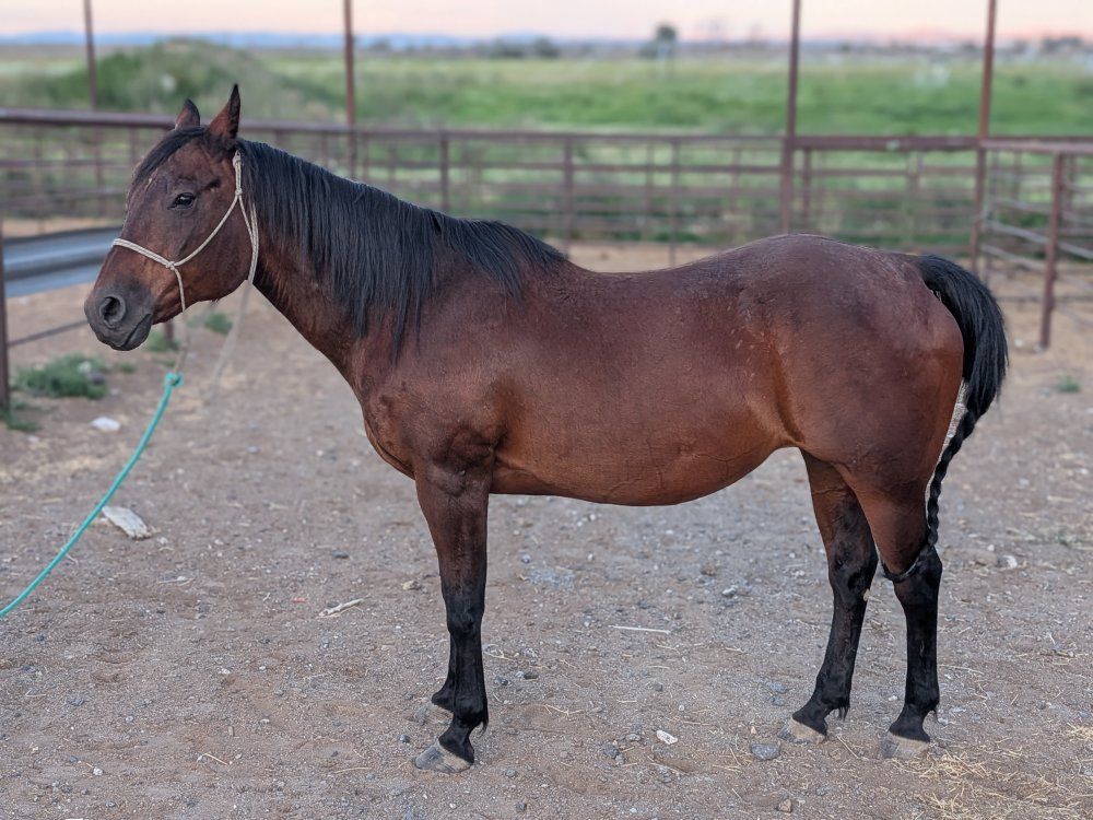 Trail Mare