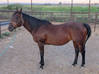 Trail Mare