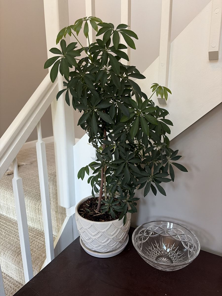 Lush Dwarf Umbrella Tree (Schefflera arboricola) in Decorative Planter - 2ft Tall Live Plant