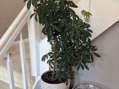 Lush Dwarf Umbrella Tree (Schefflera arboricola) in Decorative Planter - 2ft Tall Live Plant