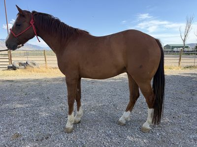SBR STOPPIN FOR CASH 2019 AQHA Sorrel Gelding - roping prospect