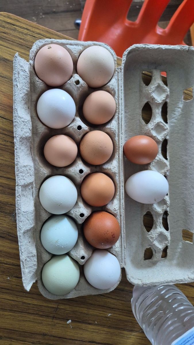 Farm fresh chicken eggs