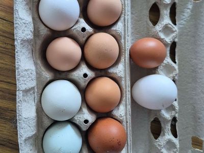 Farm fresh chicken eggs