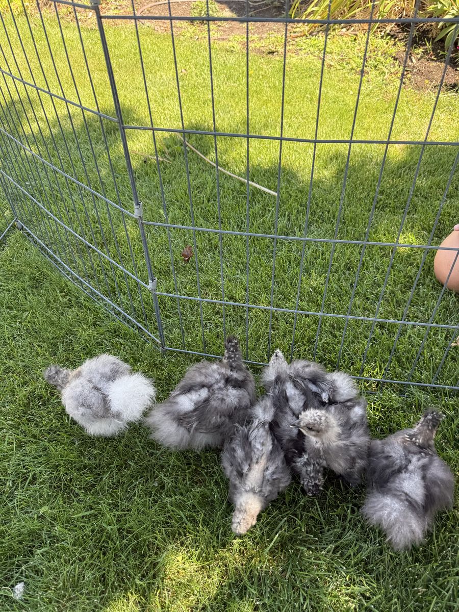 Silkie chicks 1 month old