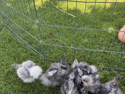 Silkie chicks 1 month old
