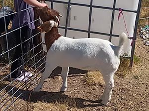 Dapple Headed Doeling
