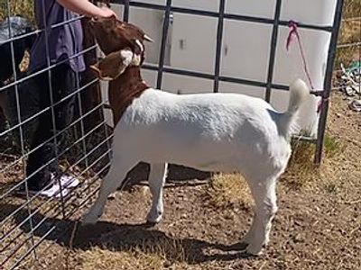 Dapple Headed Doeling