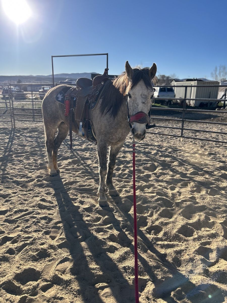 4 Year Old Grey Mare