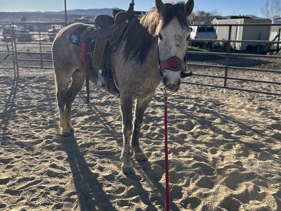 4 Year Old Grey Mare
