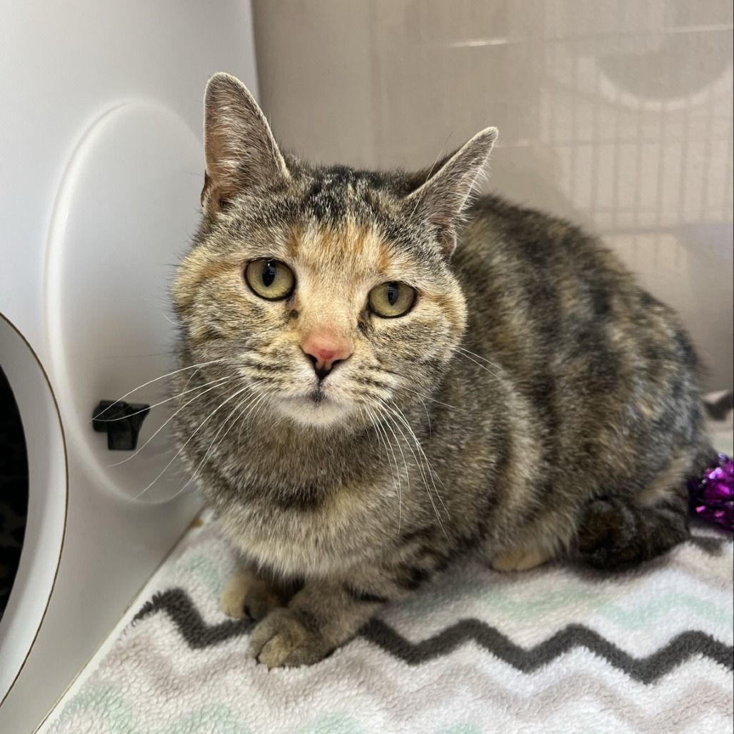 Hello my name is Nubbins