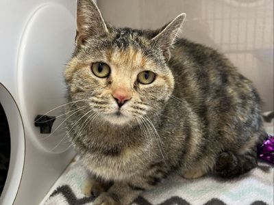 Hello my name is Nubbins