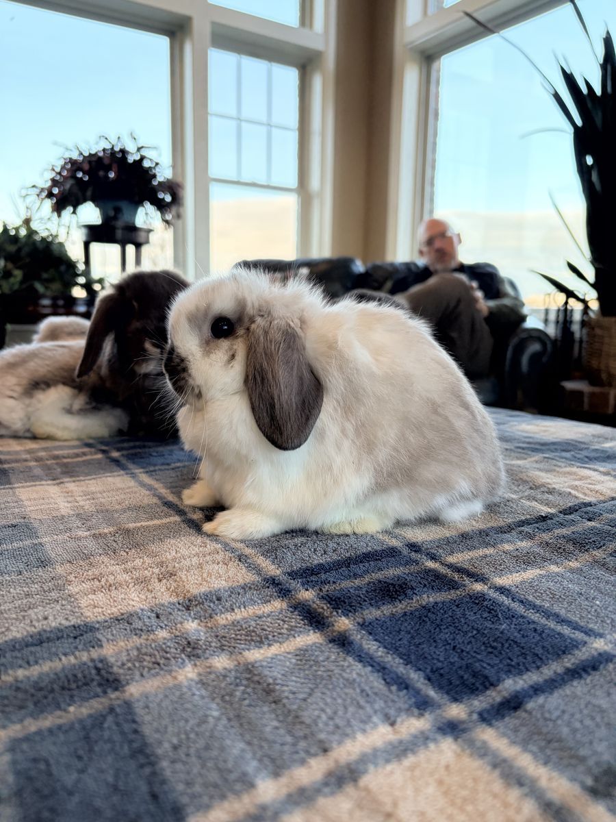 Holland Lop baby bunny