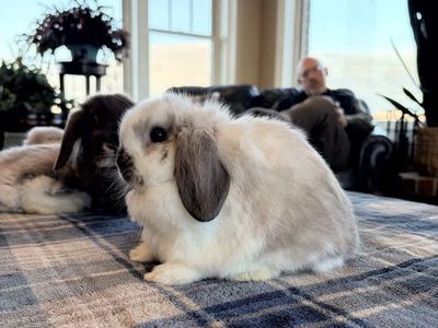 Holland Lop baby bunny