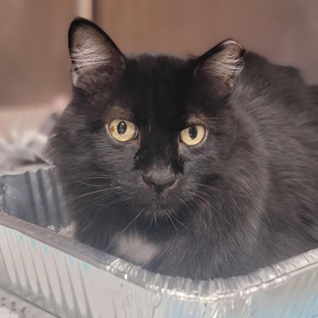 Hello my name is Molca Salsa