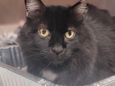 Hello my name is Molca Salsa