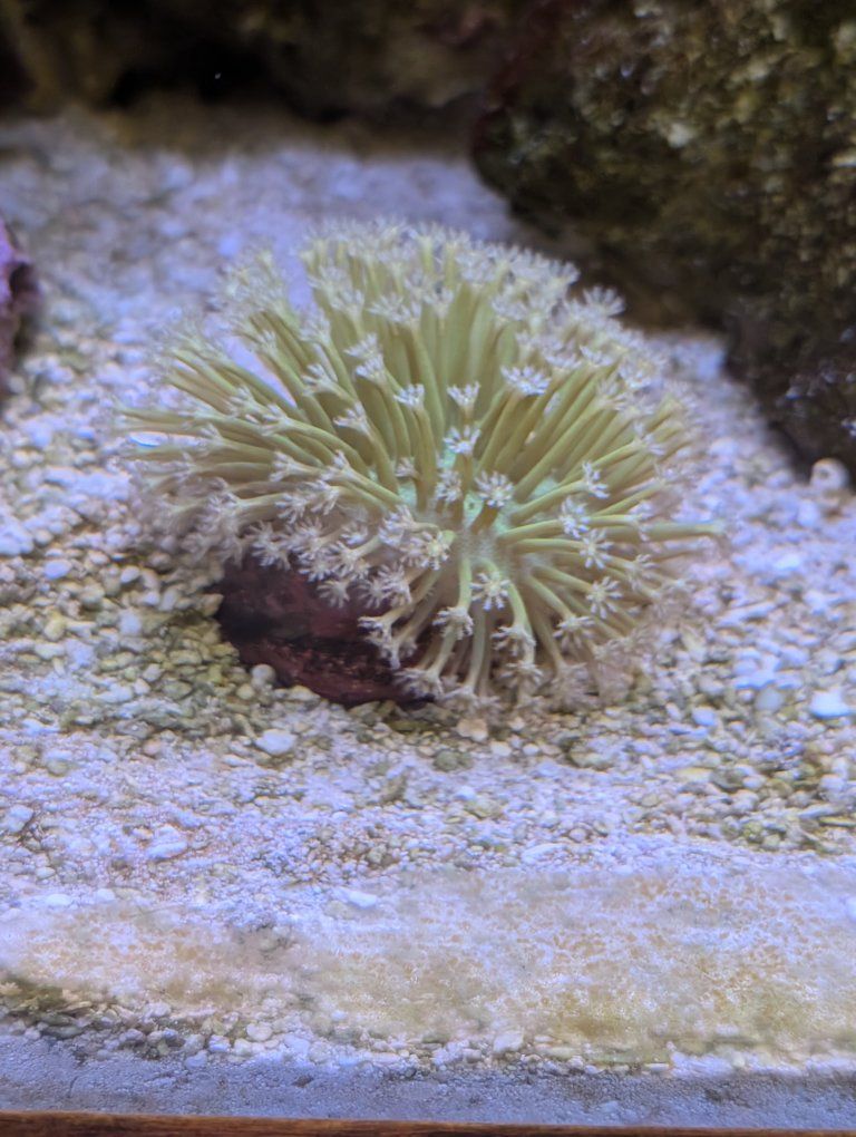 Weeping willow toadstool coral frag