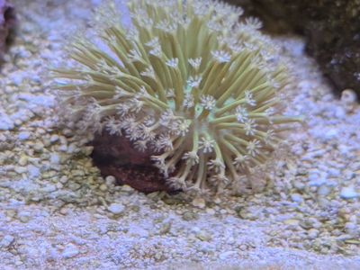 Weeping willow toadstool coral frag