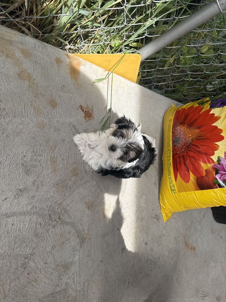 Teacup Morkies
