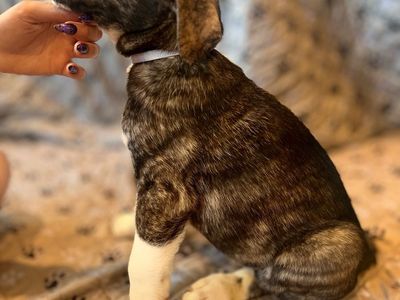 Great Dane / German Shepherd / Husky Mix Puppies – Loving & Intelligent Large-Breed Companions
