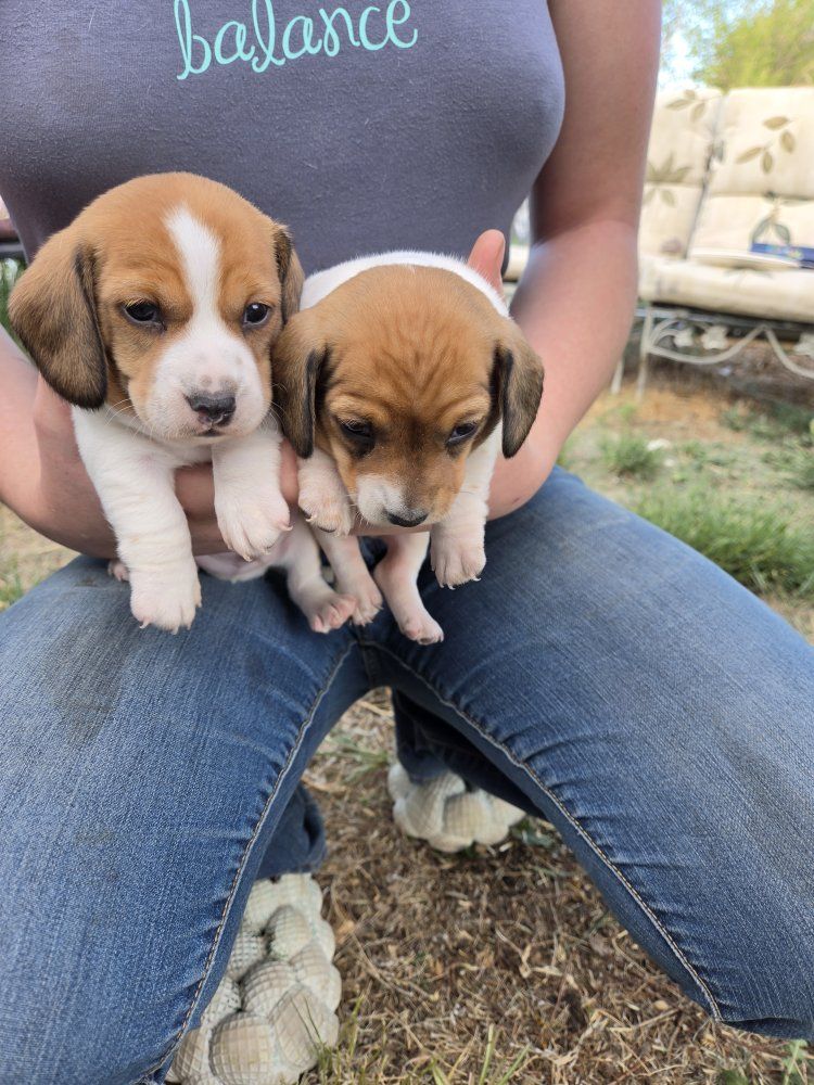 Minature Dachshund Puppies