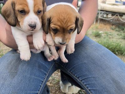 Minature Dachshund Puppies