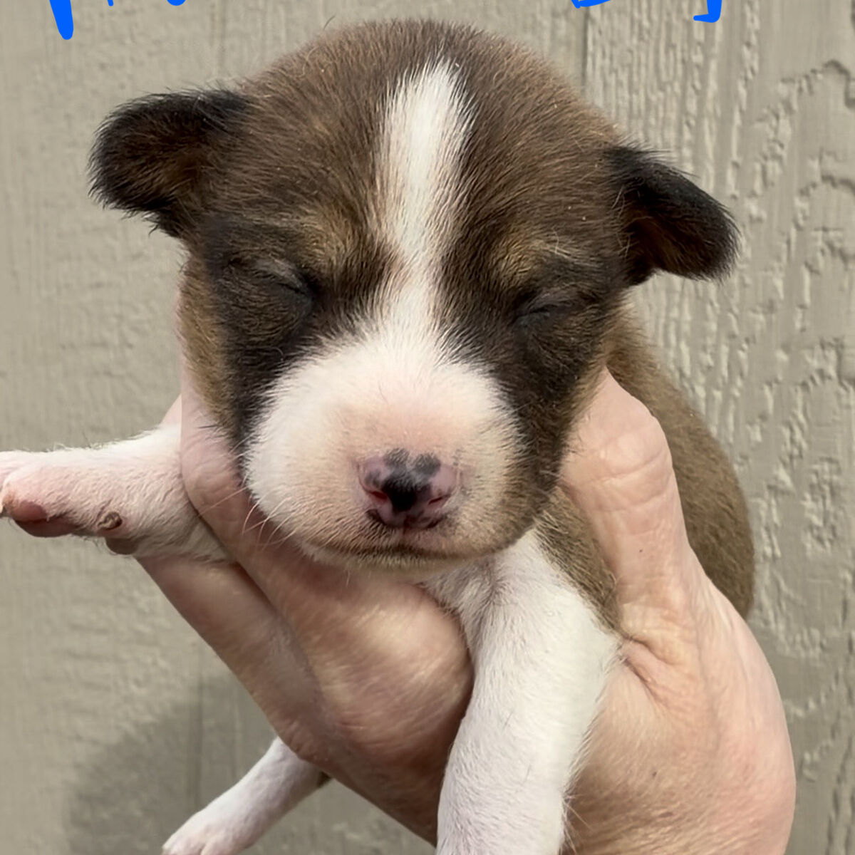 NO BARK Basenji Pups! AKC Health tested