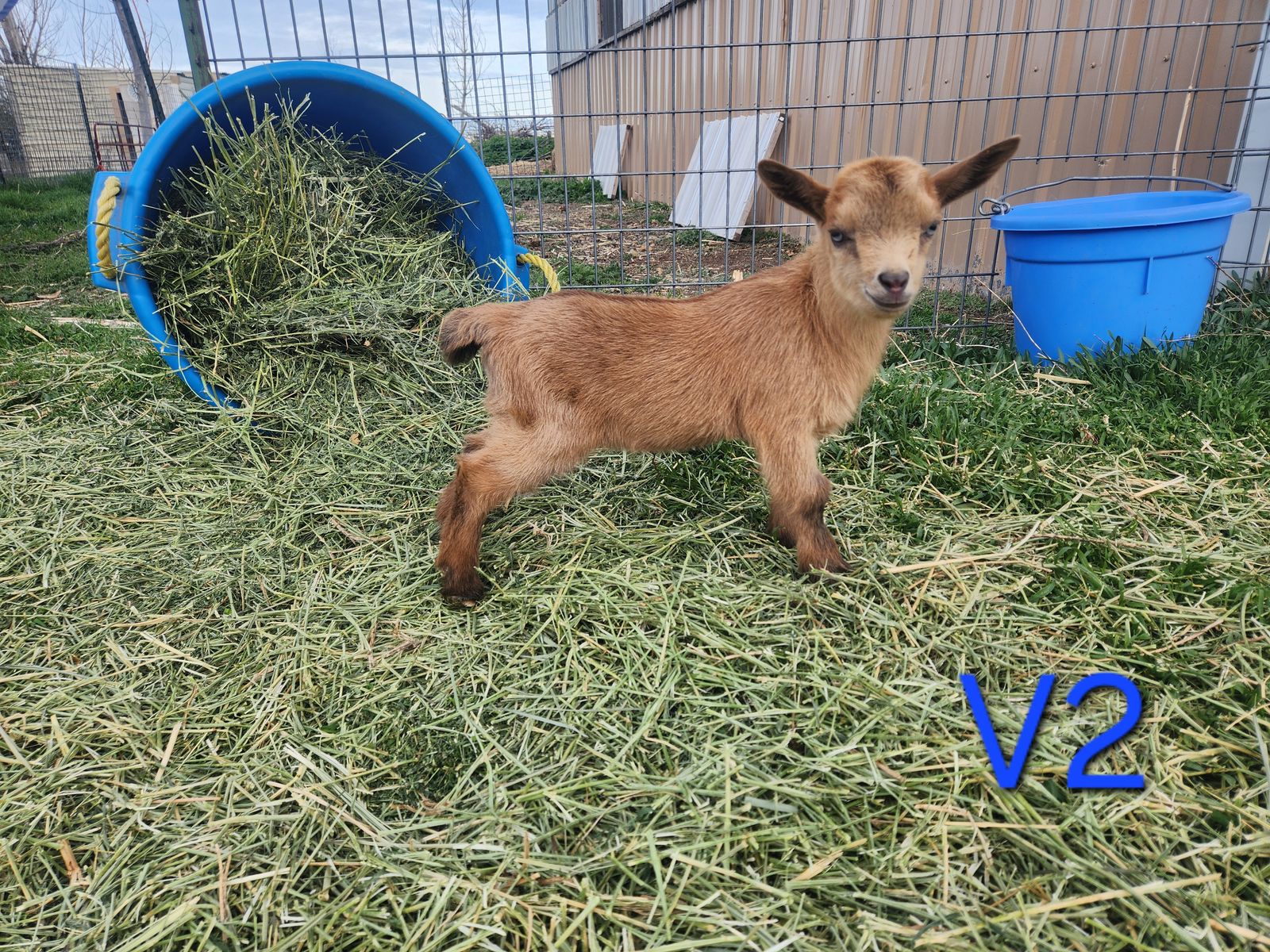 ADGA/AGS registerable Nigerian Dwarf bucklings