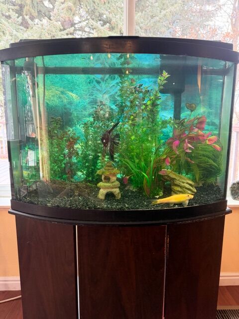 Fish Tank & Cabinet Base + supplies + 9 beautiful fish