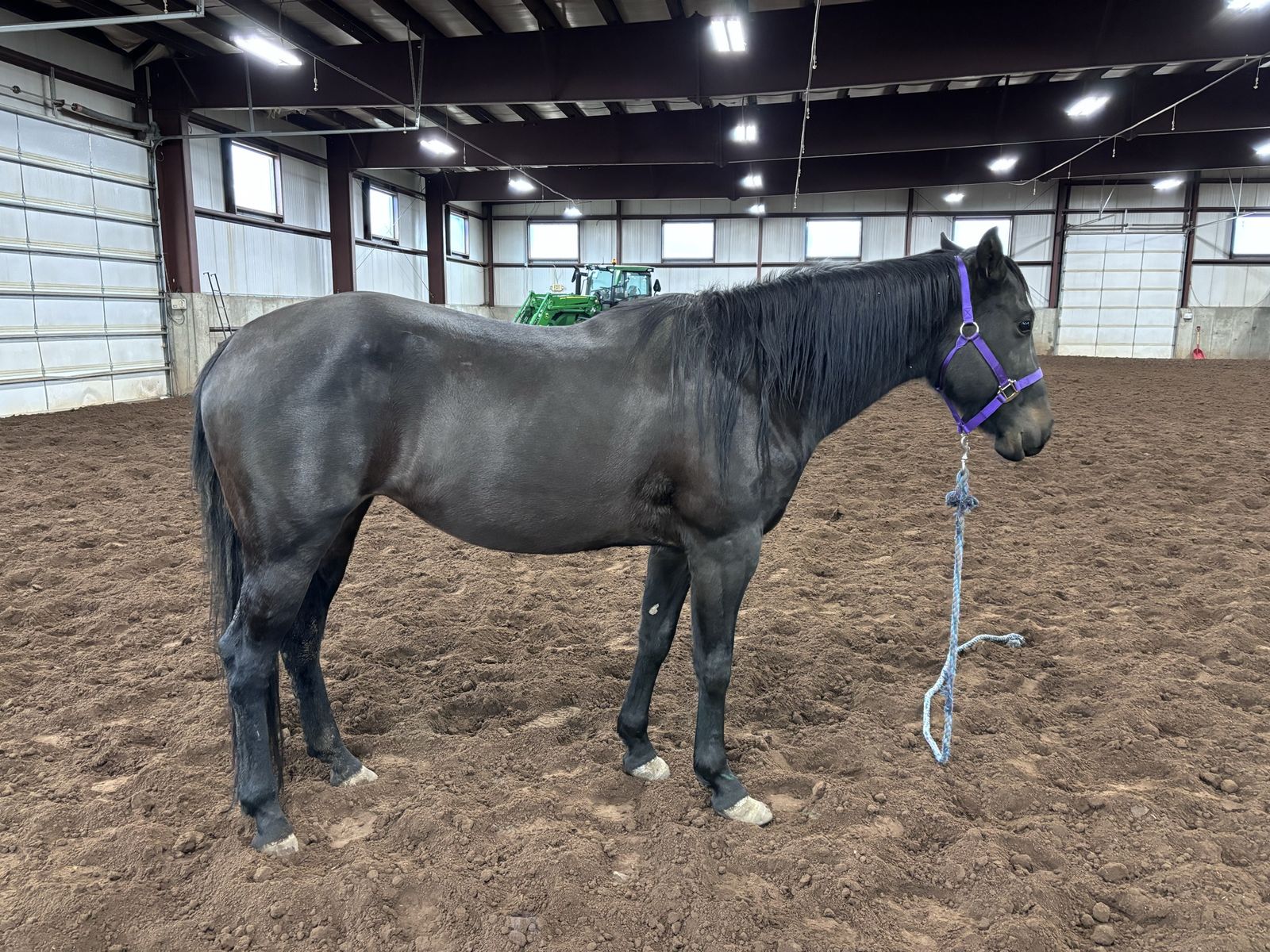 6 Year Old Black Mare