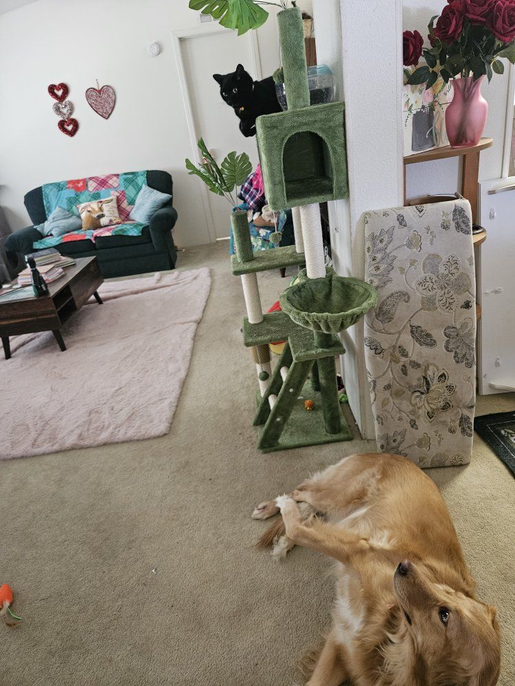 Can Meet Up! Millie - small adult kitty (toddler/kid/dog friendly!)