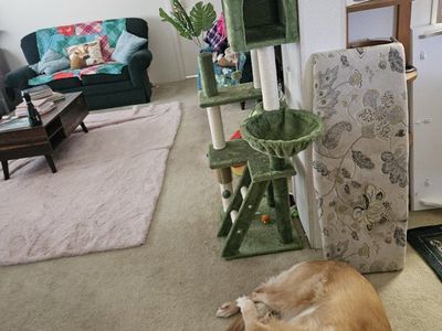Can Meet Up! Millie - small adult kitty (toddler/kid/dog friendly!)