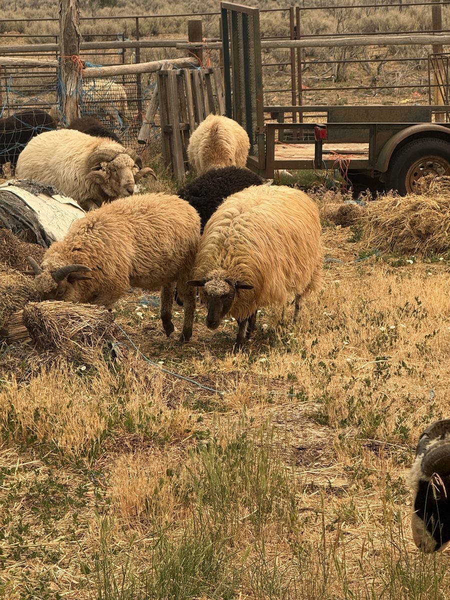 Navajo. Churro sheep